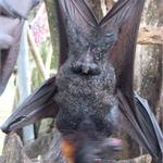 files\photos\0607_bali_bats\IMG_0684_1024.jpg