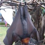 files\photos\0607_bali_bats\IMG_0690_1024.jpg