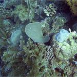 files\photos\0607_bali_diving\PIC_0050_1024.jpg