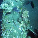 files\photos\0607_bali_diving\PIC_0095_1024.jpg