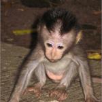 files\photos\0607_bali_monkeys\IMG_0209_1024.jpg