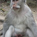 files\photos\0607_bali_monkeys\IMG_0635_1024.jpg