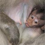 files\photos\0607_bali_monkeys\IMG_0665_1024.jpg