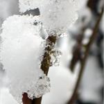 files\photos\0611_1stsnow\IMG_1230_1024.jpg